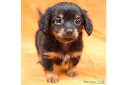 成約済の東京都のチワックス:チワワ×ミニチュアダックスフンド-190534の1枚目